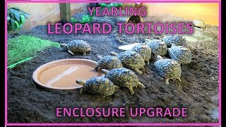 Yearling leopard tortoises  enclosure upgrade  happytortoises [upl. by Corabel]