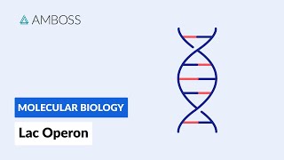 Prokaryotic Gene Regulation Lac Operon [upl. by Britteny]