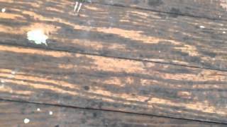 How to identify wood floors in old houses [upl. by Ermin]