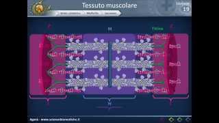 Istologia 19  Muscolare parte 1 [upl. by Amliv]