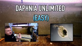 How I Raise Daphnia Water Fleas And You Can Too [upl. by Ahsertal]