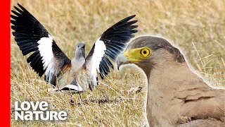 Lapwing Bird Parents Protecting Chicks From Eagle  Battle for Survival  Love Nature [upl. by Mano]