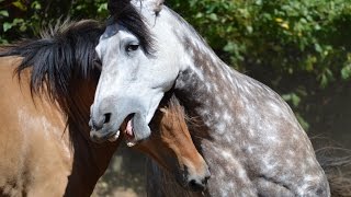 Beautiful Natural Stallion amp Mare Courtship Dance [upl. by Aztilem]