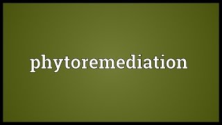 Phytoremediation Meaning [upl. by Balas773]