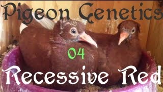 Pigeon Genetics 04 Recessive Red [upl. by Gnilrits]