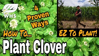 Clover Plant Care Tips [upl. by Aviv]