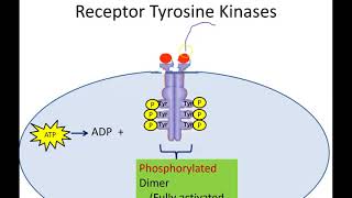 Receptor Tyrosine Kinases Newer Version [upl. by Dann445]