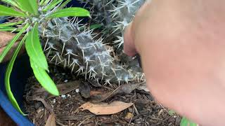 Propagating Madagascar Palms [upl. by Loggia]