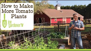 How to Make More Plants  Propagating Tomato Suckers [upl. by Anayrb]