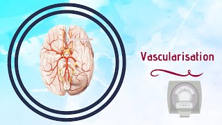 Neuroanatomie  Vascularisation du Cerveau [upl. by Aicnelav]