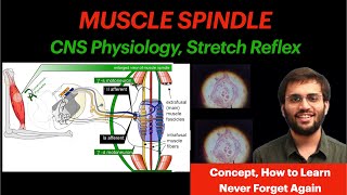 Muscle Spindle  CNS Physiology  Stretch Reflex Video [upl. by Netsrejk]