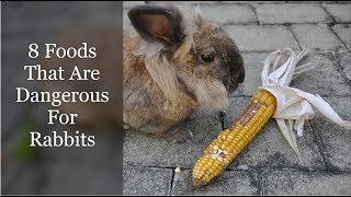 8 Foods That Are Dangerous For Rabbits [upl. by Soisinoid]