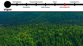 Gymnosperms LongDistance Pollination [upl. by Latnahs]