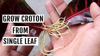 Grow Croton from Leaf in Water  No SOIL Needed [upl. by Ramad]