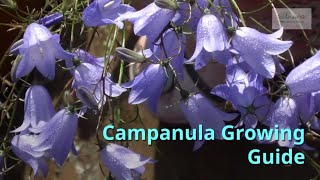 Campanula Gardening Guide [upl. by Madson]