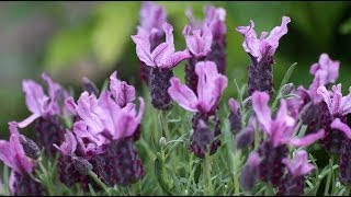 Lavandula stoechas  Schopflavendel Topped Lavender [upl. by Constance]