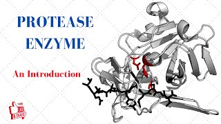 PROTEASE ENZYME An Introduction [upl. by Aube]