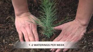 How to Grow Pine Trees from Seed [upl. by Nevad]