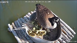 Baby geese hatching DIY nest box [upl. by Yllib]