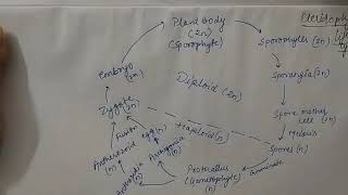 Class11 Life cycle of Pteridophytes [upl. by Janela247]