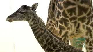 Baby Giraffe Birth First Video  Cincinnati Zoo [upl. by Eceinhoj]