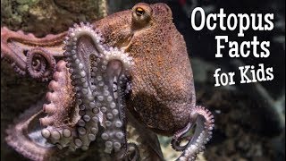 Octopus Facts for Kids [upl. by Eilrahc]