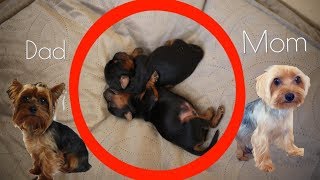 Meet Our NEWBORN Yorkies [upl. by Treborsemaj615]