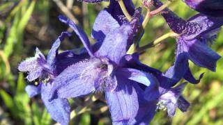 Gardening Tips  How to Grow Larkspur Consolida Ambigua [upl. by Budd39]