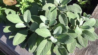 Drying and Propagating Sage From The Garden [upl. by Yarised]