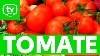 El tomate y sus propiedades nutritivas [upl. by Gnort554]