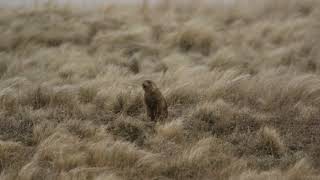 Prairie Dog Mating Call [upl. by Neeron897]