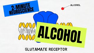 2Minute Neuroscience Alcohol [upl. by Lednahs]