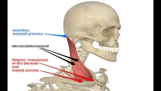 Two Minutes of Anatomy Sternocleidomastoid SCM Muscle [upl. by Fihsak616]