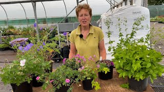 Geraniums for Every Spot in the Garden [upl. by Ditter]