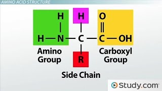 Introduction to Amino acids biochemistry [upl. by Artenra557]