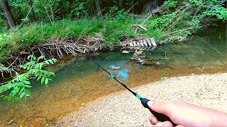 Action Packed Small Creek Fishing [upl. by Asirralc437]