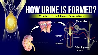 How is Urine Formed  Mechanism of Urine Formation [upl. by Annairol]