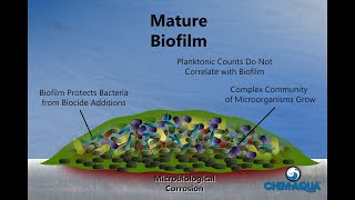 How Biofilms Form [upl. by Chobot985]