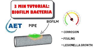 Beneficial Biofilm Bacteria  waste water treatment [upl. by Eerehs]