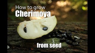 How to grow Cherimoya from seed Part 1 [upl. by Yretsym613]