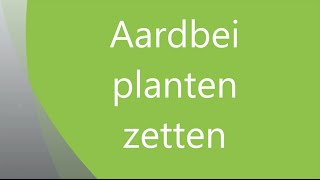 Aardbei planten zetten [upl. by Nellac]