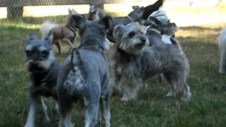 Miniature Schnauzer Howling Party [upl. by Nylsirhc]