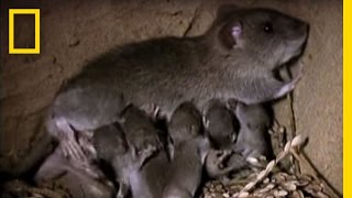 Momma Rat 15000 Babies a Year  National Geographic [upl. by Ives]