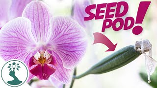 How To Hand Pollinate Phalaenopsis Orchids  Growing Orchids From Seeds at Home [upl. by Onilegna352]