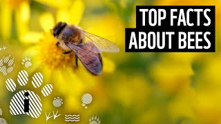 Top 10 Facts About Bees  Animal Fun Facts  WWF [upl. by Kraul]