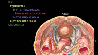 Layers of the Abdominal Wall Xsection [upl. by Adanama]