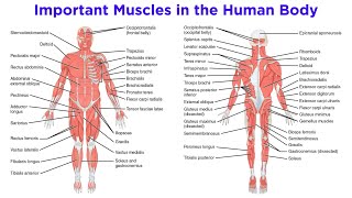 The Muscular System [upl. by Dloraj]