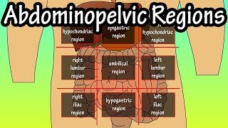 Abdominopelvic Quadrants And Regions  Abdominal Quadrants [upl. by Hewes]