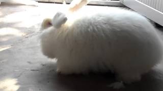 How do workers in China shear angora rabbits fur 安哥拉兔毛收割啦 [upl. by Elisabetta]