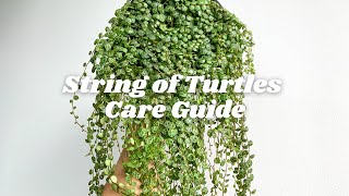 Peperomia Prostrata aka String of Turtles Care Tips  7 tips you should know [upl. by Caz]